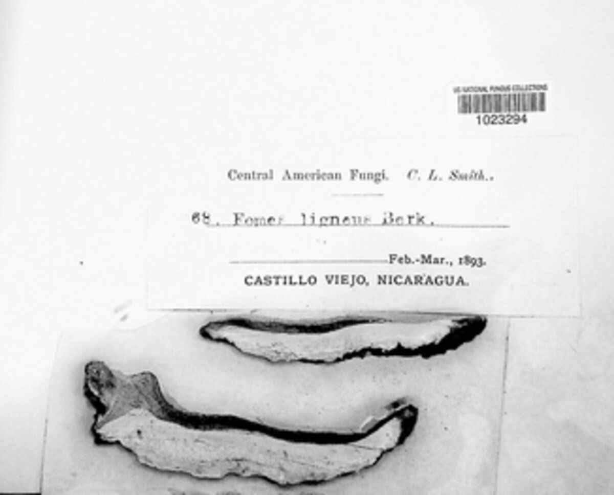 Fomitopsis lignea image